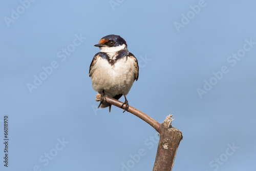 Close-up of a white-throated swallow sitting on wood perch © Alta Oosthuizen