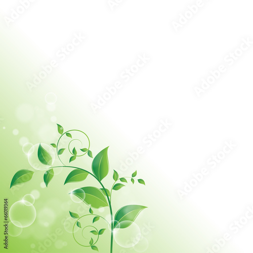 branch with fresh green leaves
