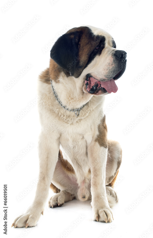 Obraz premium saint bernard