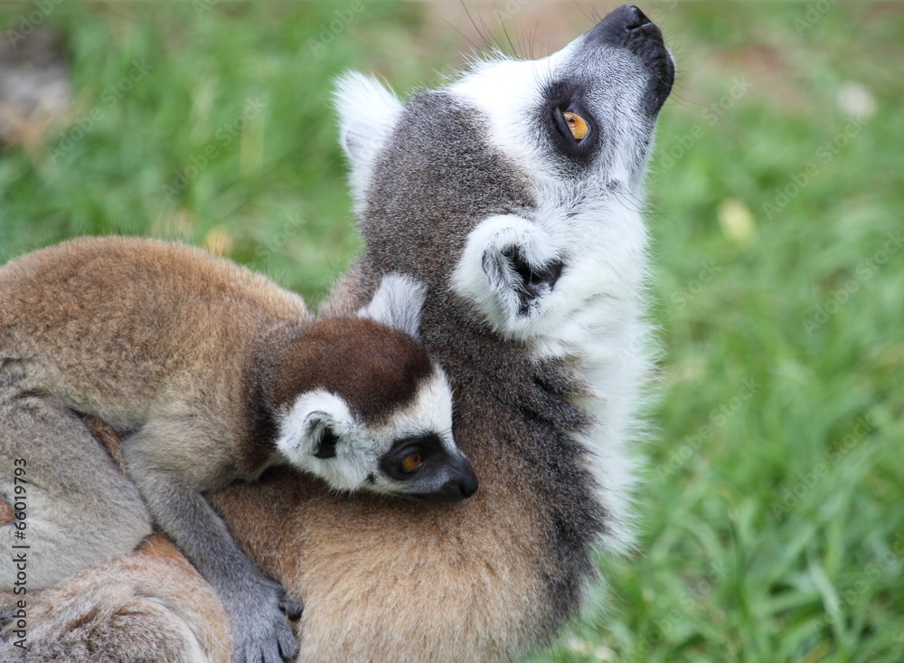 Fototapeta premium Closeup of ring-tailed Lemur Catta with baby