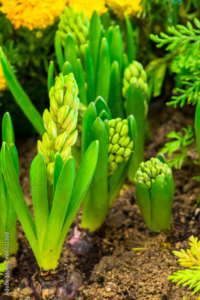 Fototapeta premium flowers growing in the garden, floral background