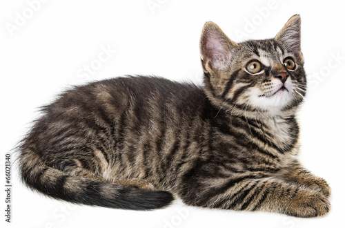kitten isolated on a white background