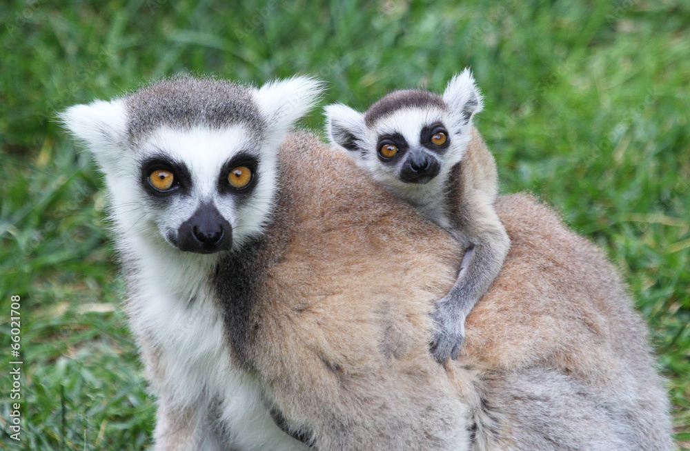 Obraz premium Ring-tailed Lemur Catta with baby