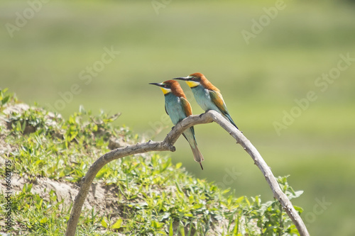 Merops apiaster photo