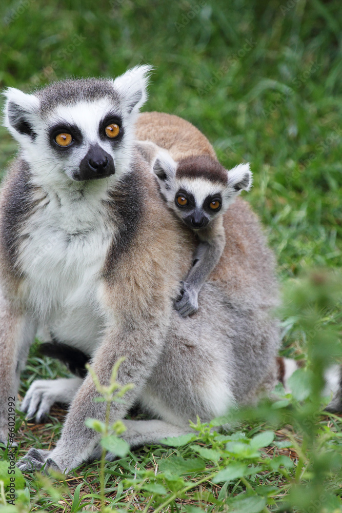 Obraz premium Ring-tailed Lemur Catta with baby