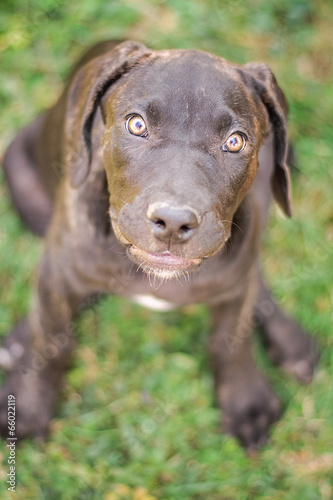Wallpaper Mural Close-up on a profile of a puppy Torontodigital.ca