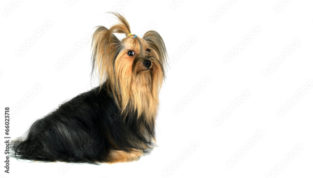 yorkshire terrier isolated on white yorkshire terrier isolated on white