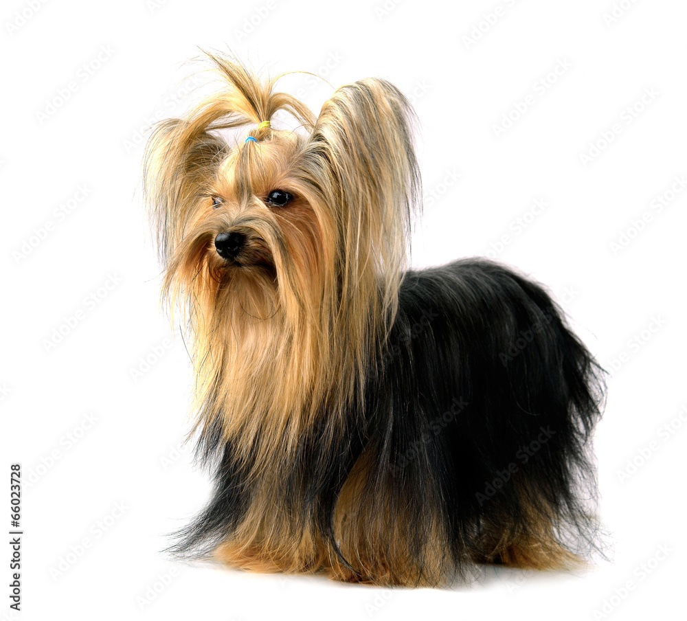 yorkshire terrier isolated on white yorkshire terrier isolated on white