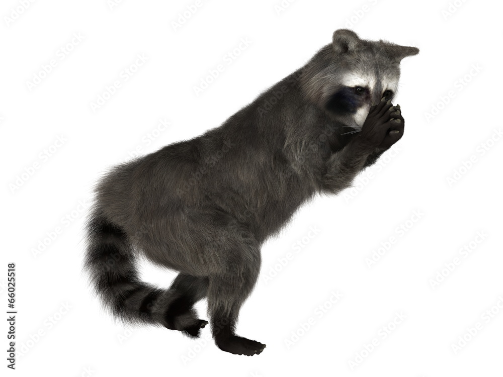 Obraz premium アライグマ