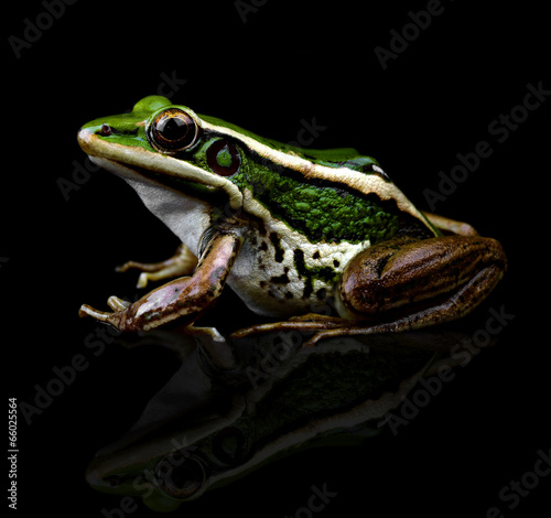 Frog isolated on black background