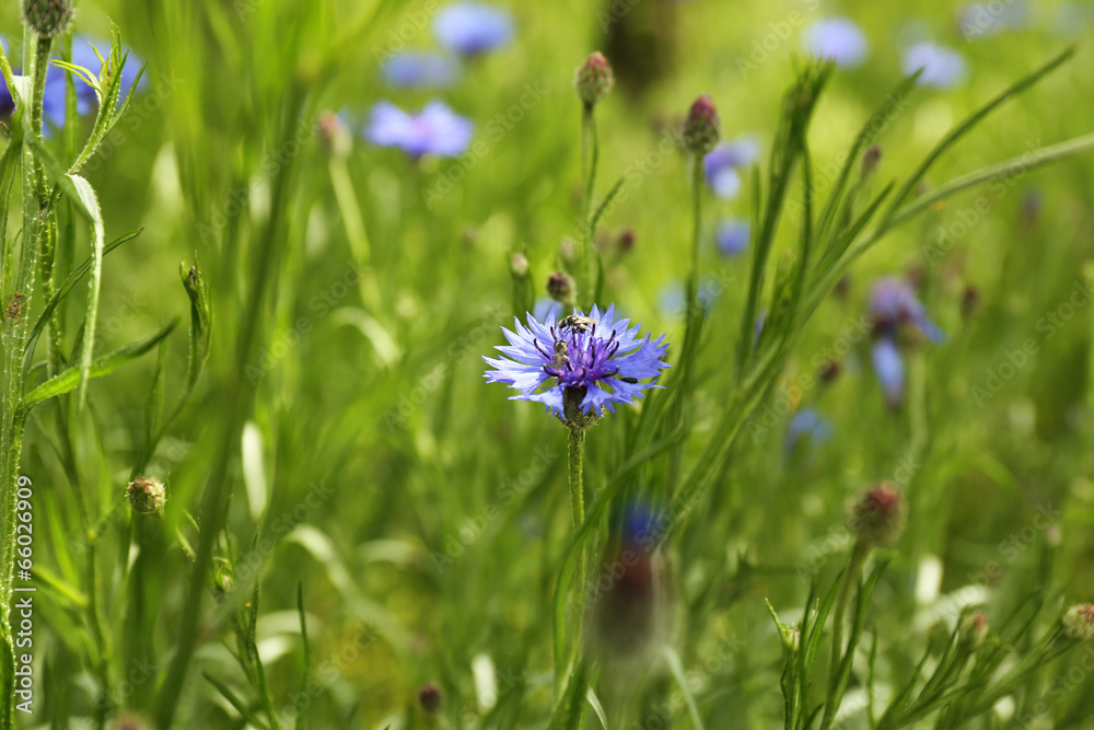 Beautiful cornflowers, outdoors Beautiful cornflowers, outdoors