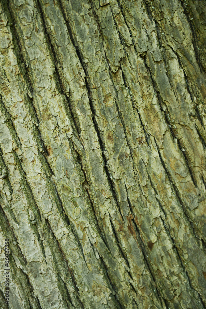 Wooden texture close-up Wooden texture close-up