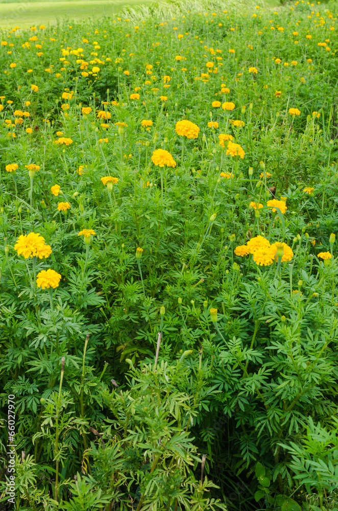 Obraz premium Marigolds or Tagetes erecta flower