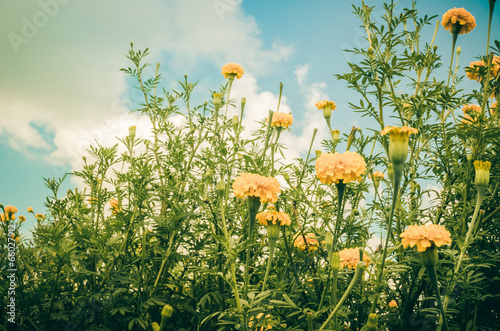 Marigolds or Tagetes erecta flower vintage