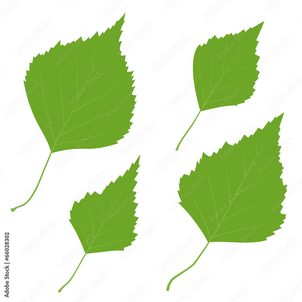 Set of vector green birch leaves for your design Set of vector green birch leaves for your design