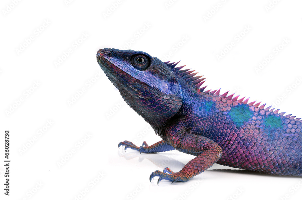 Obraz premium Blue Lizard with big eyes in closed