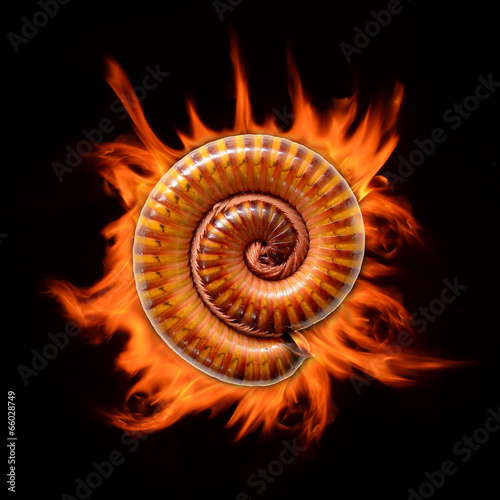 Millipede and fire isolated on black background photo