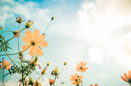 Yellow Cosmos flower vintage