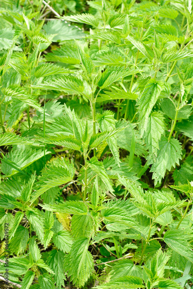 nettles as nature background nettles as nature background