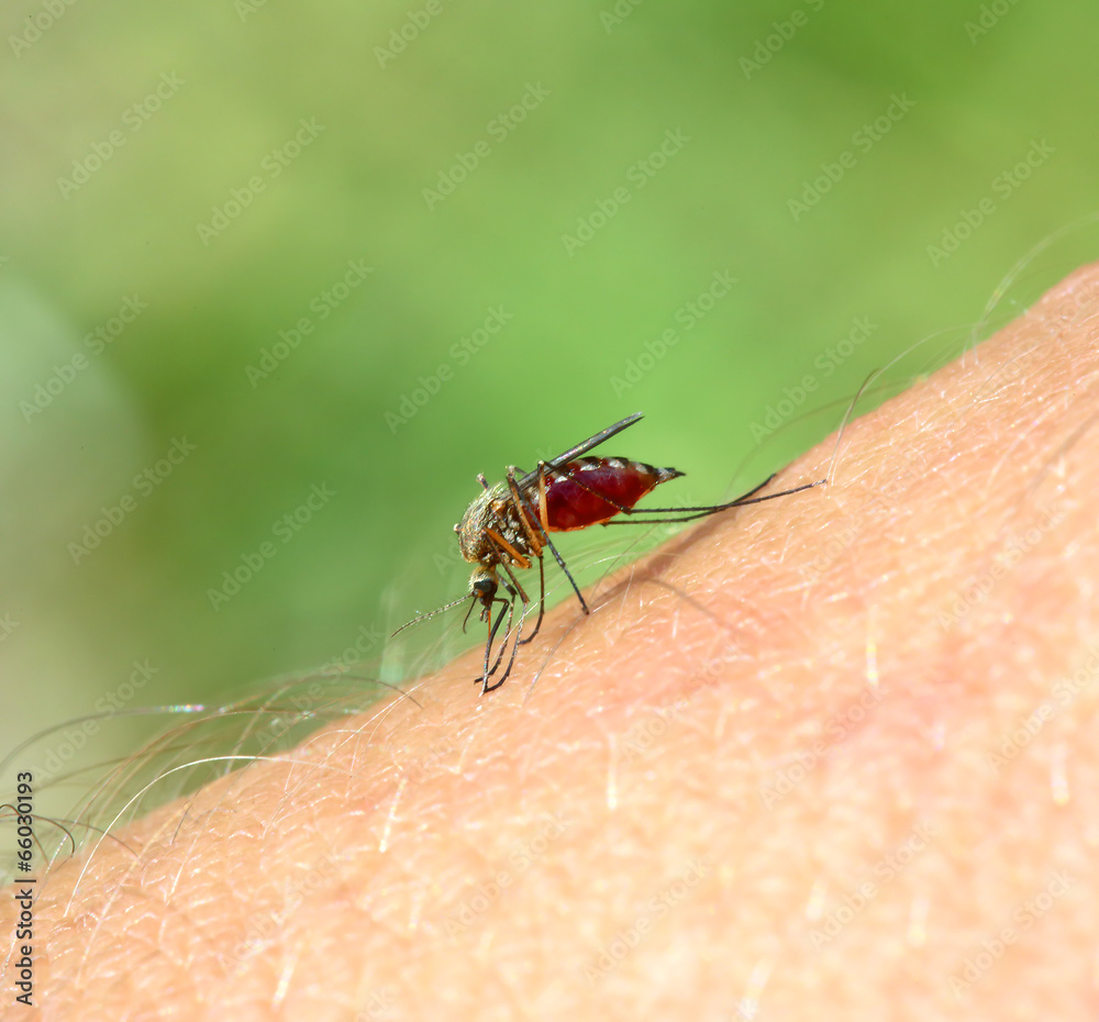 mosquito drinks blood - macro shot mosquito drinks blood - macro shot