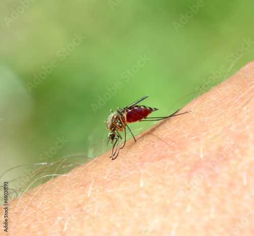 Fotografija mosquito drinks blood - macro shot