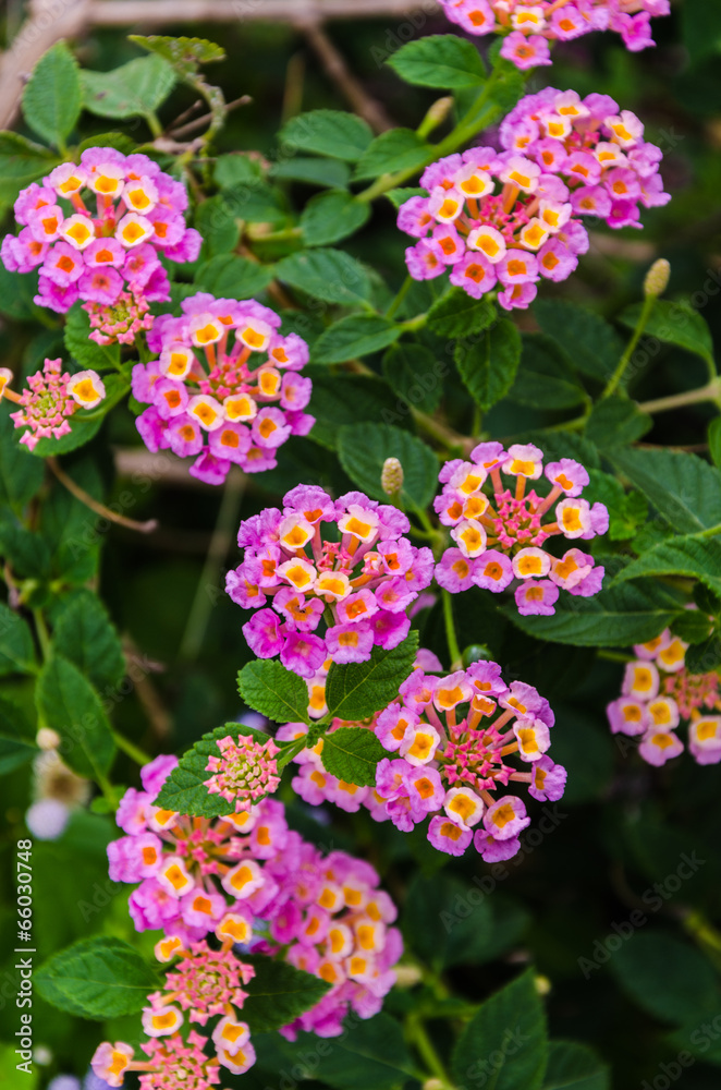 Lantana Camara Flower Lantana Camara Flower