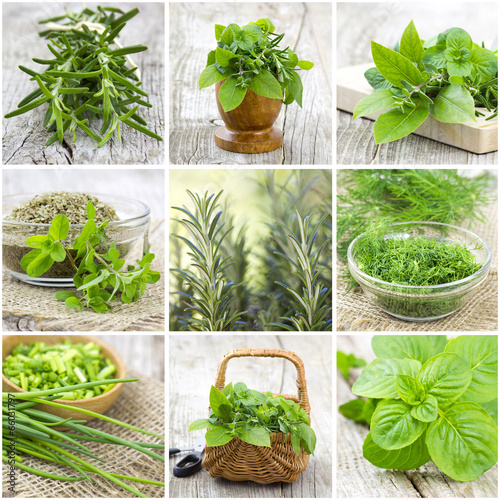 herbs collection - collage photo