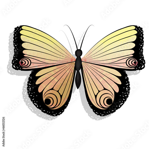 Butterfly isolated