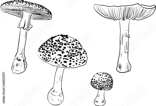 four fly agaric sketches isolated on white