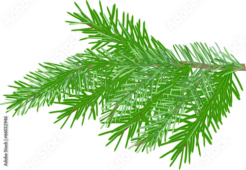 single green fir branch isolated on white