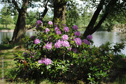 wilder Rhododendron