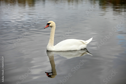 swan screamer pure white angel photo