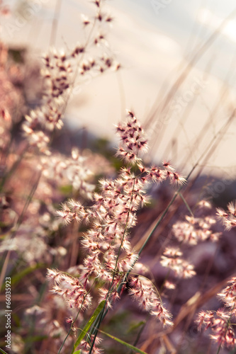 Tiny flower grass at relax time. soft focus.  pastel color © bigy9950