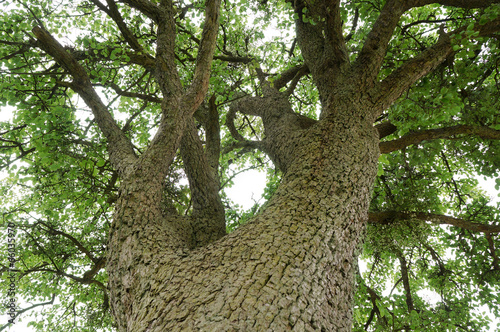 Blick in die Baumkrone eines 100 jährigen Birnbaums