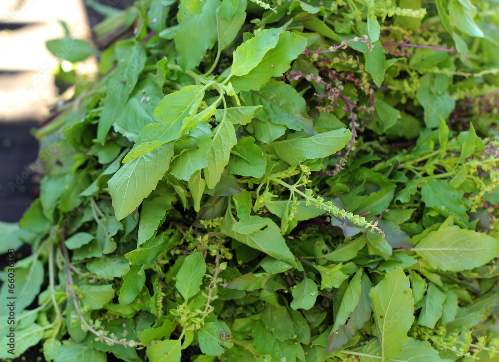 Fresh green basil in the market