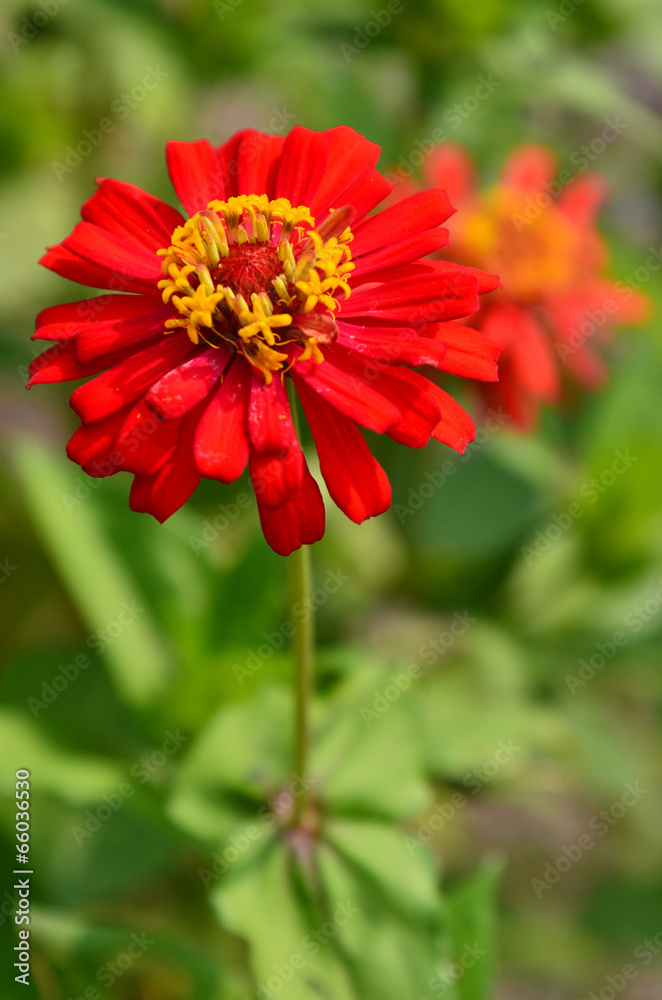 Colorful flower red in nature