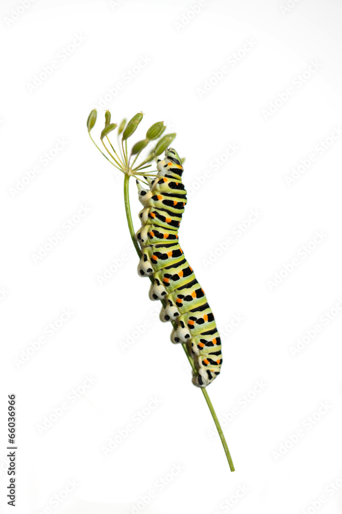 Fototapeta premium Green caterpillar on white background