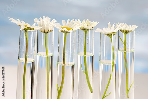 Fototapeta Naklejka Na Ścianę i Meble -  Plant grows in test tube concept of similarity, and cloning