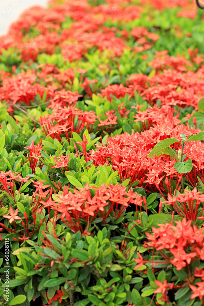 Red Ixora flower in nature
