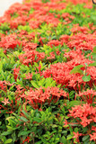 Red Ixora flower in nature