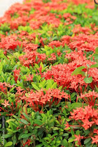 Red Ixora flower in nature © oilslo