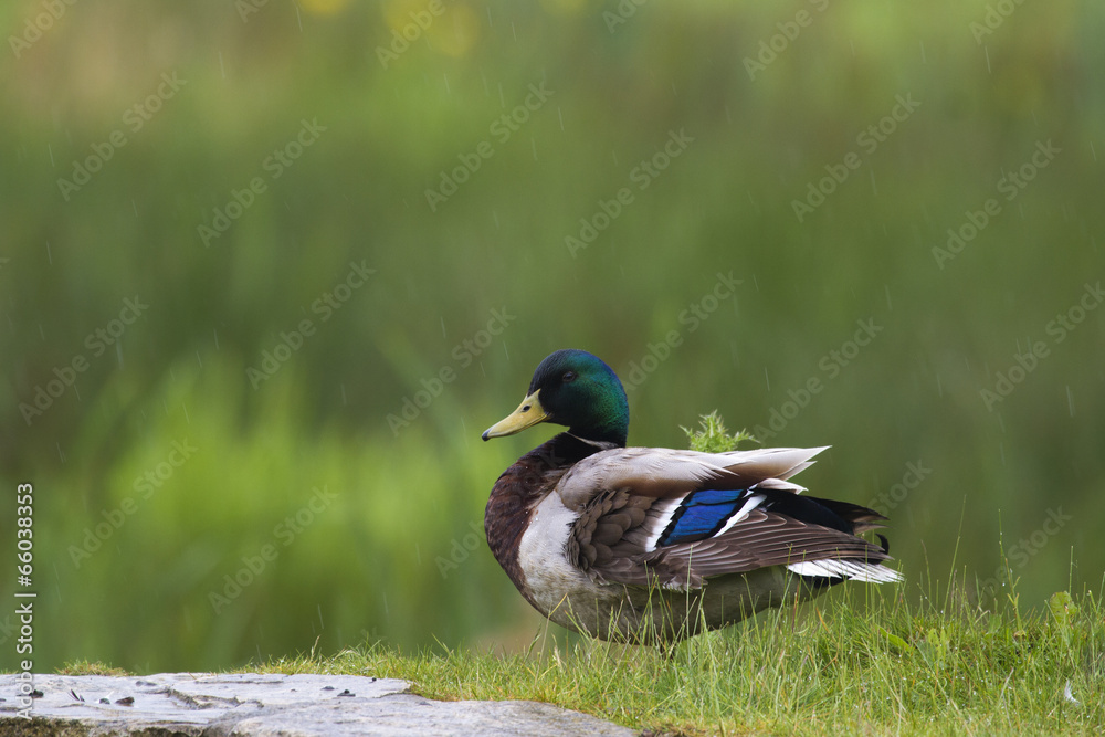 Obraz premium Mallard Duck