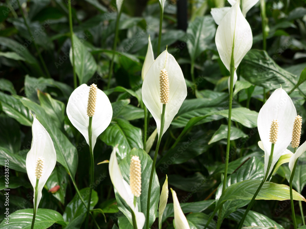 Fototapeta premium スパティフィラム