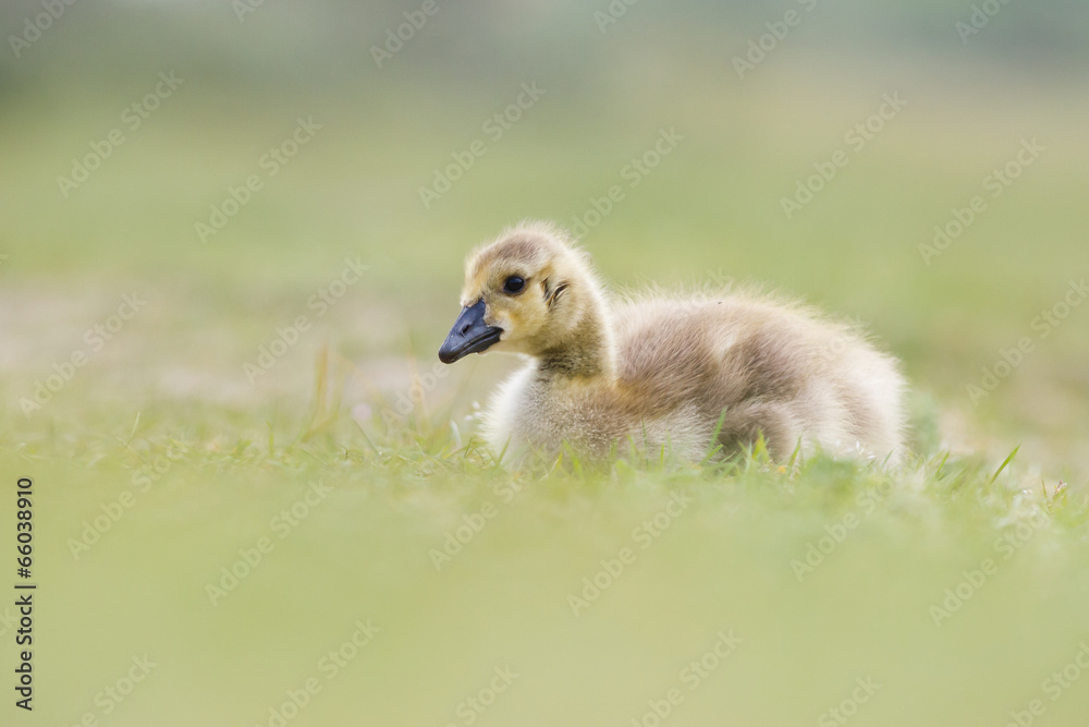 Obraz premium Gosling