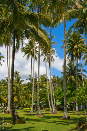Palm trees and beach, Thailand.