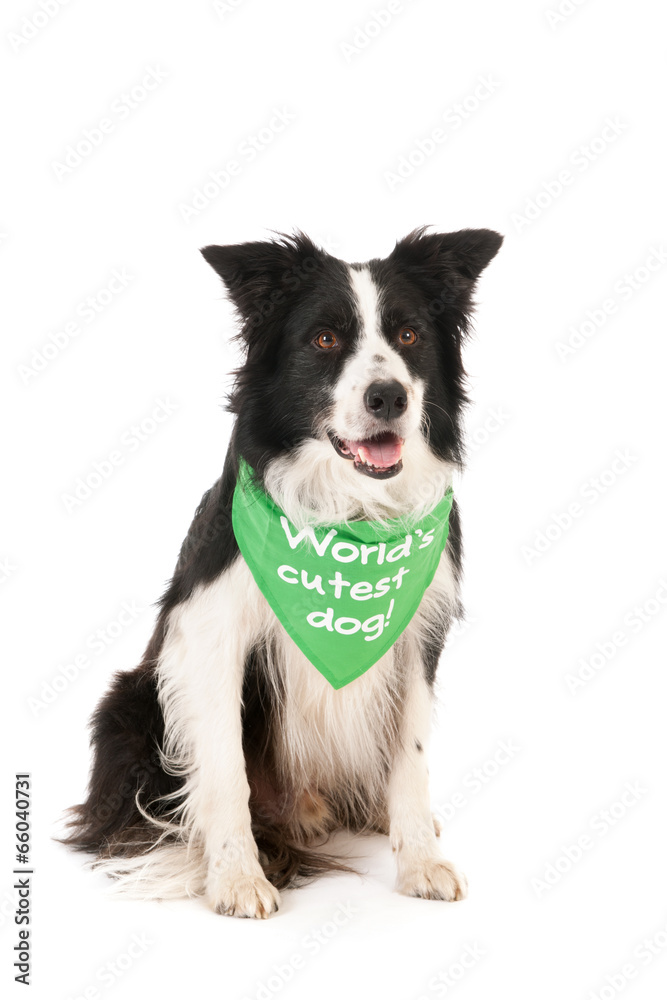 Fototapeta premium Border collie world's cutest dog