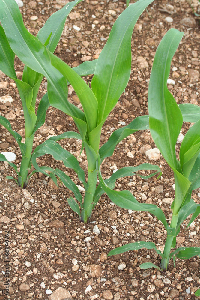 Obraz premium piante di mais su campo