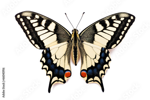 Butterfly Papilio machaon photo