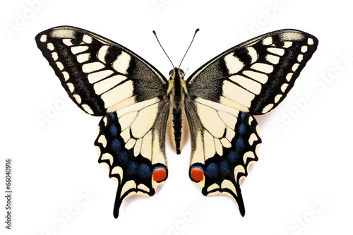 Obraz Butterfly Papilio machaon