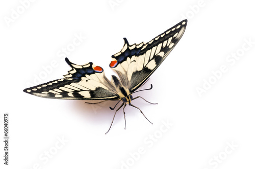Butterfly Papilio machaon